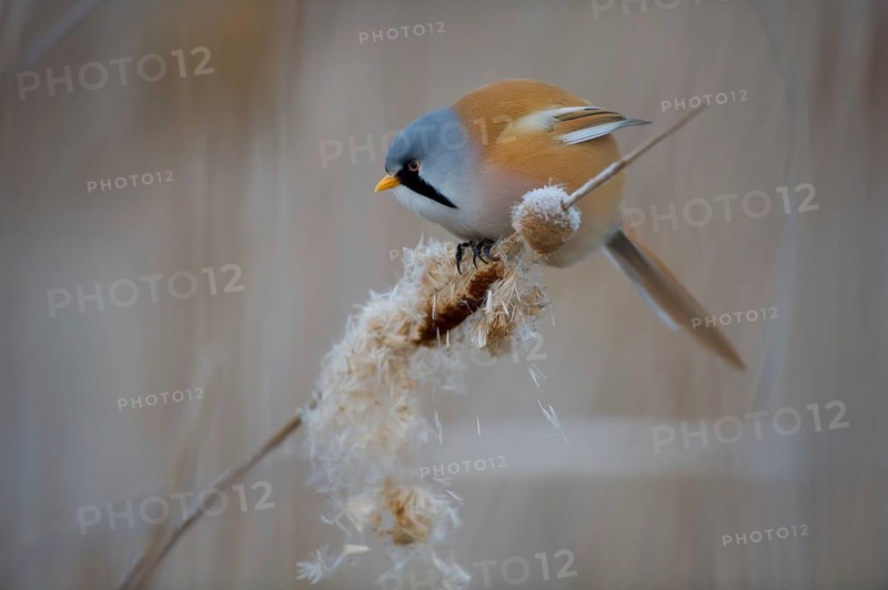Bearded Reedling (Panurus biarmicus) male feeding on cattail seed, Thuringia, Germany