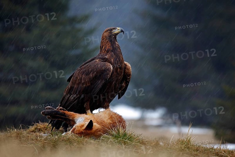 Golden Eagle, feeding on kill Red Fox in the forest during the rain