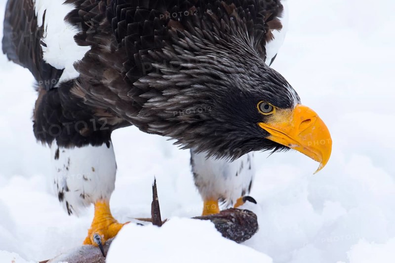 Steller's Sea Eagle (Haliaeetus pelagicus) feeding on a fish in the snow, Hokkaido, Japan