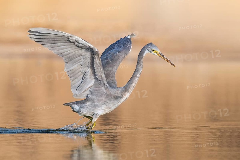 Western Reef Heron (Egretta gularis), Eilat, Israel