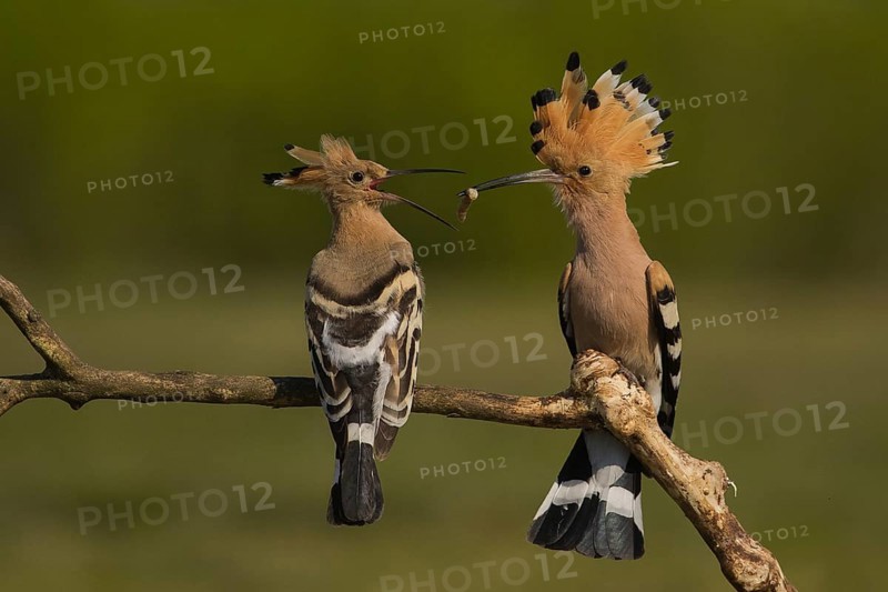Eurasian Hoopoe (Upupa epops) pair passing food, Subotica, Serbia