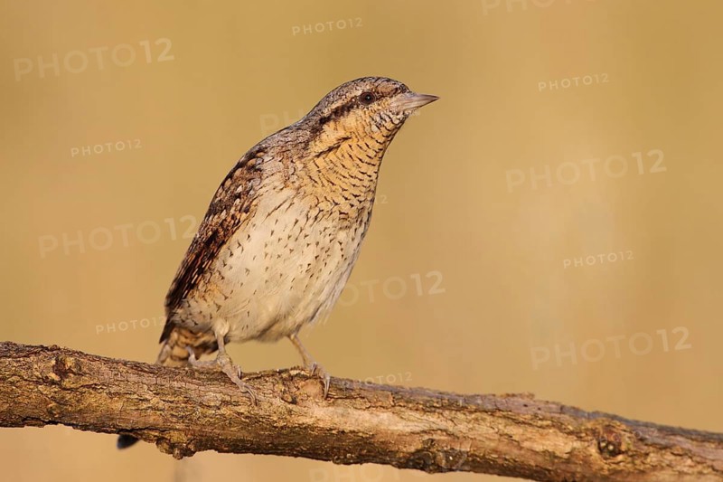 Eurasian Wryneck (Jynx torquilla), Baden-Wuerttemberg, Germany