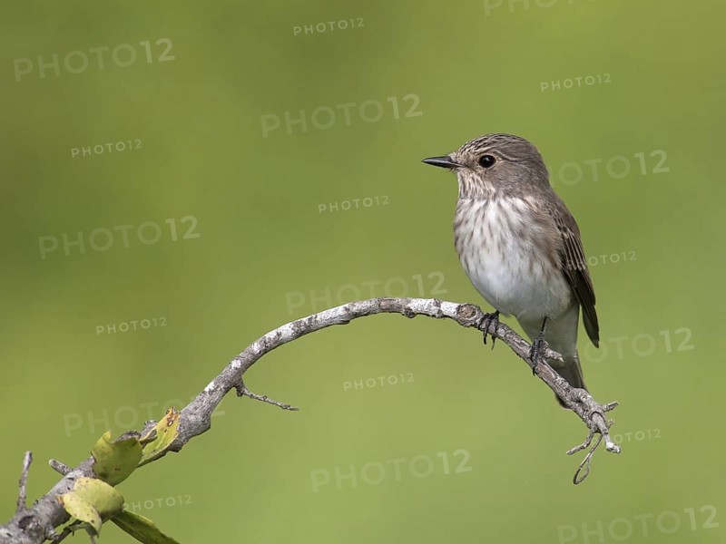Spotted Flycatcher (Muscicapa striata), South Africa