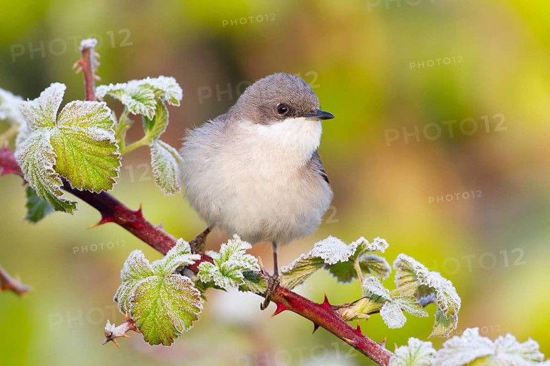 Lesser Whitethroat (Sylvia curruca), Baden-Wuerttemberg, Germany