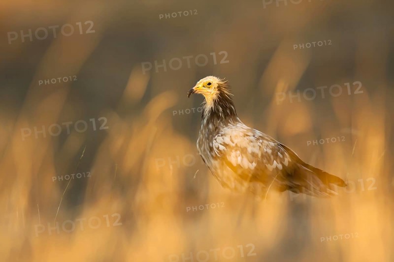 Egyptian Vulture (Neophron percnopterus), Castile-La Mancha, Spain