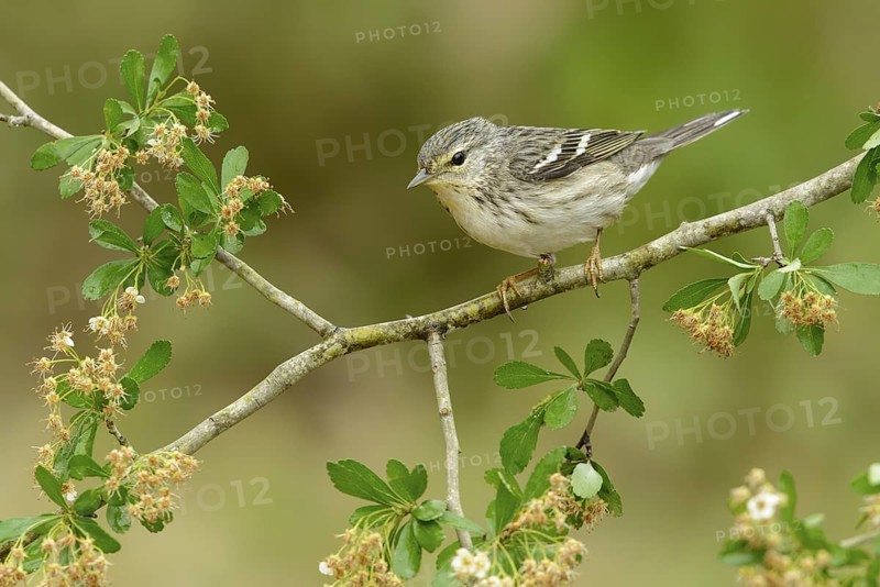 Blackpoll Warbler (Setophaga striata) female, Texas, USA