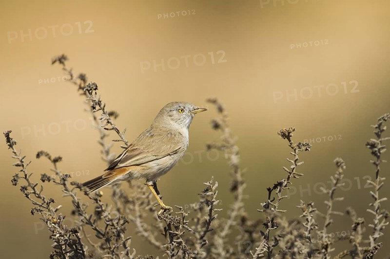Asian Desert Warbler (Sylvia nana), Oman