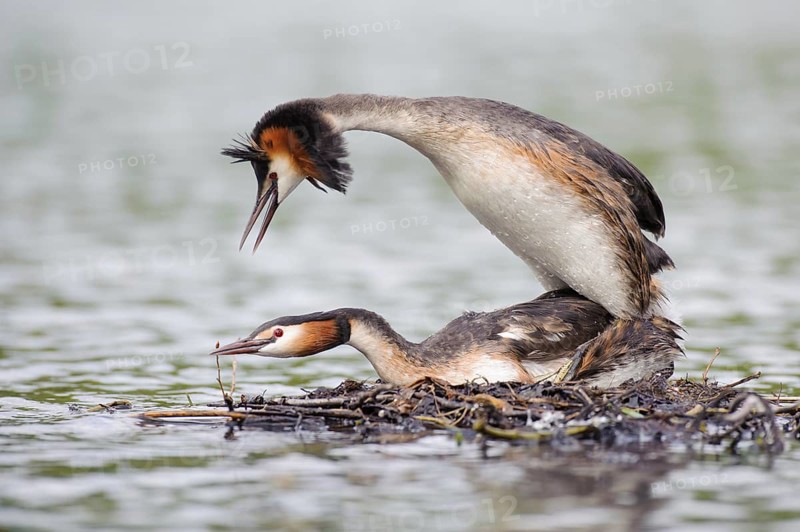 Great Crested Grebe (Podiceps cristatus) pair mating, Lower Saxony, Germany