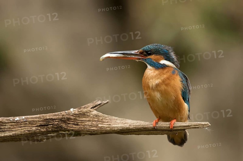 Ijsvogel vrouw met vangst voor jongen, Kingfisher with catch for juvenile