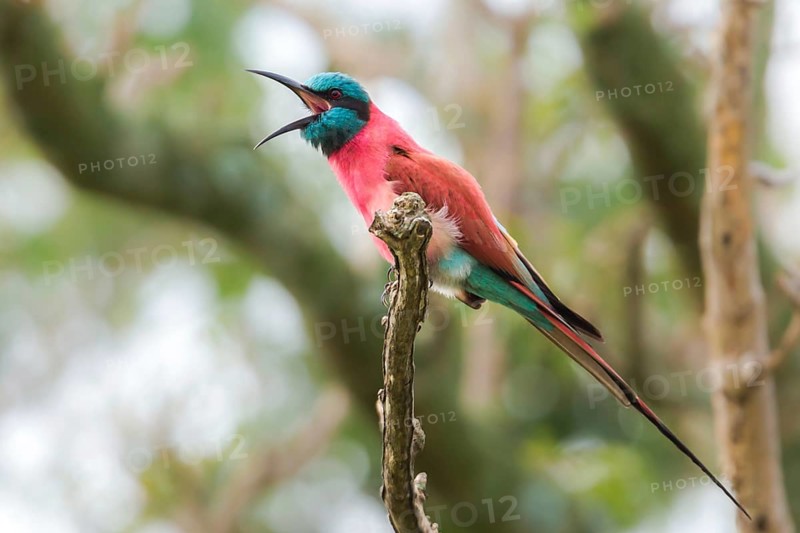 Northern Carmine Bee-eater (Merops nubicus) perched on a branch, Murchinson Falls National Park, Uganda