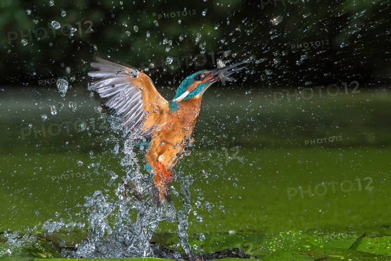 Common Kingfisher (Alcedo atthis) male fishing, Lower Saxony, Germany
