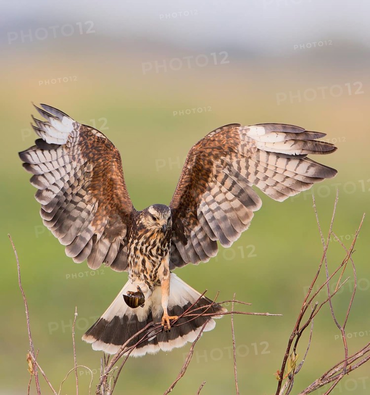 Snail Kite (Rostrhamus sociabilis) female flying with snail in its claws, Florida, USA