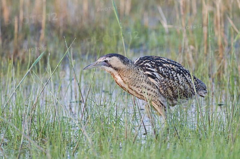 Rohrdommel (Botaurus stellaris) Eurasian Bittern