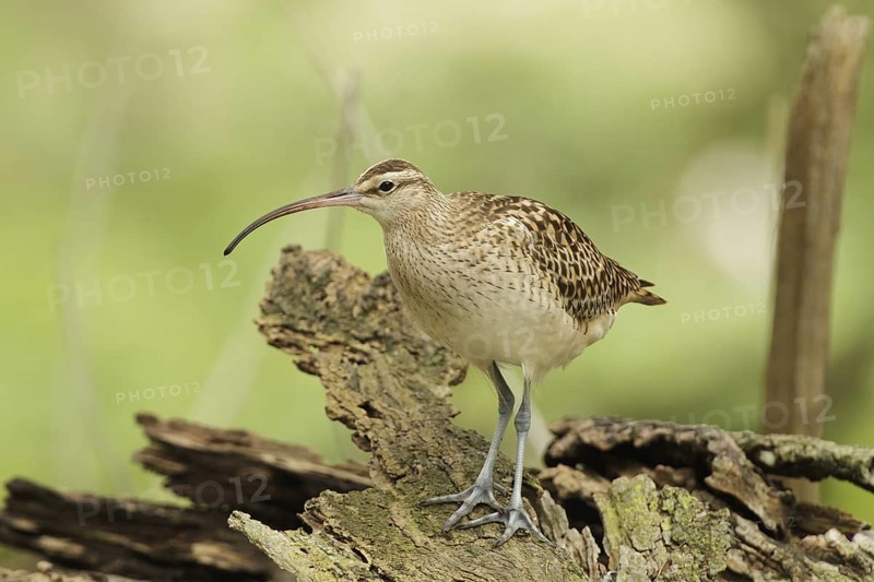 Bristle-thighed Curlew (Numenius tahitiensis), Hawaii, USA