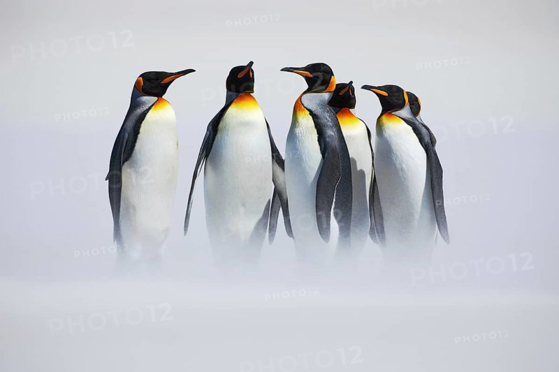 Group of penguin. Group of six King penguins, Aptenodytes patagonicus, going from white snow to sea in Falkland Islands. Penguins in the snow. Group of penguins in the Antartica. Cold winter scene