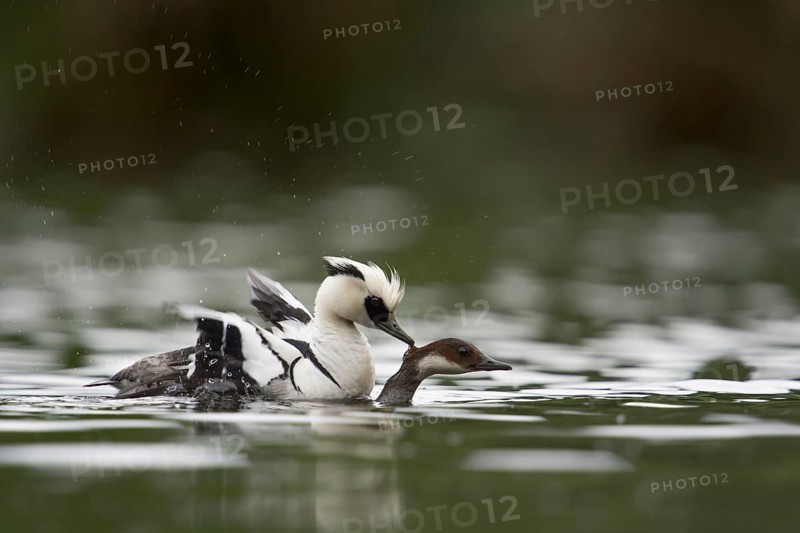 Smew (Mergellus albellus) pair mating, North Rhine-Westphalia, Germany