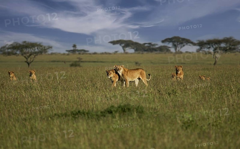 Löwe (Panthera leo), Löwenrudel mit Weibchen und Jungtieren zusammen in der Savanne, Serengeti National Park, Tansania | African Lion (Panthera leo) pack of female lions with cubs in savanna, Serengeti National Park; Tanzania