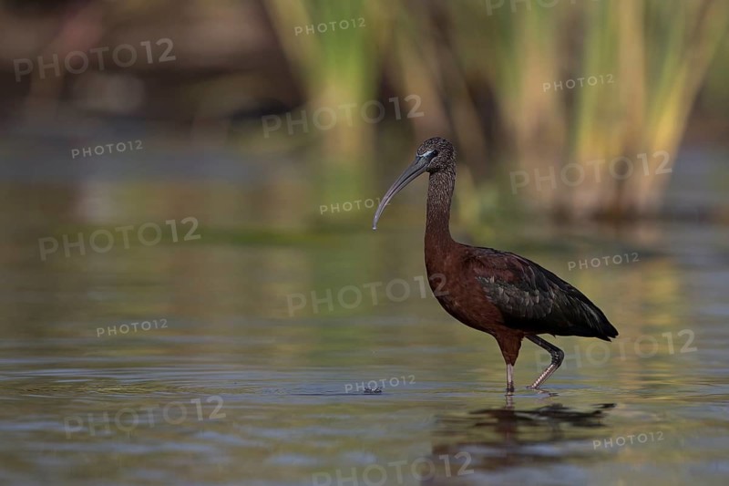 Glossy Ibis (Plegadis falcinellus) foraging in shallow water, Nechisar National Park, Ethiopia