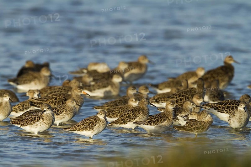 Ruff (Calidris pugnax), Oman