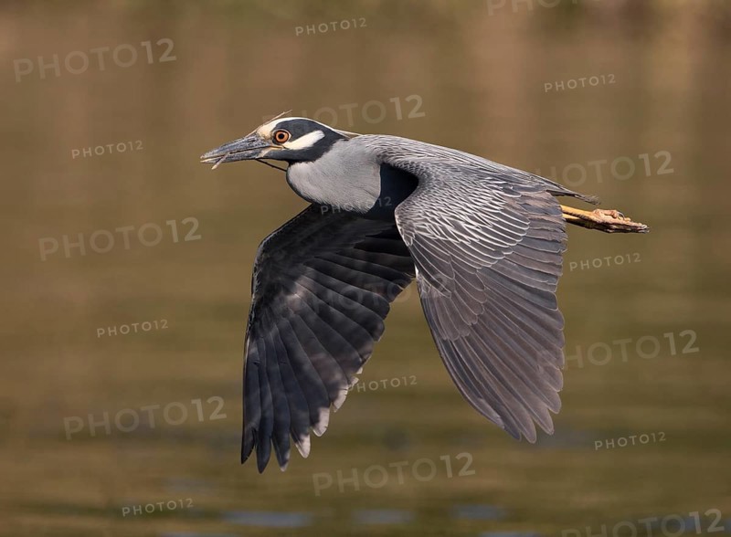 Yellow-crowned Night Heron (Nyctanassa violacea) male flying, Florida, USA