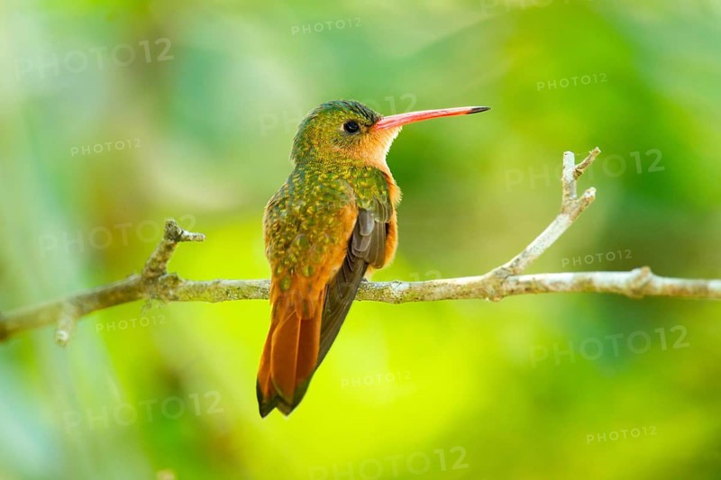 Cinnamon Hummingbird Amazilia rutila El Tuito, Jalisco, Mexico 12 June Adult Trochilidae