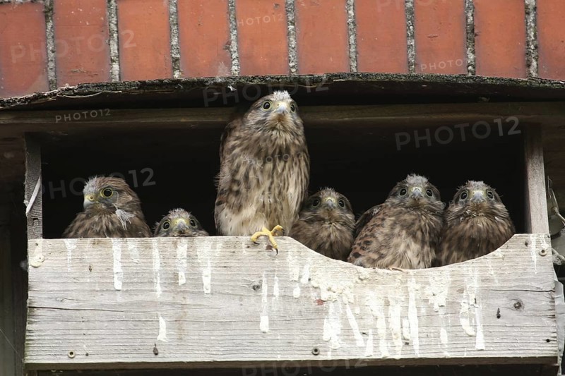 Common Kestrel (Falco tinnunculus) juvenile, Lower Saxony, Germany
