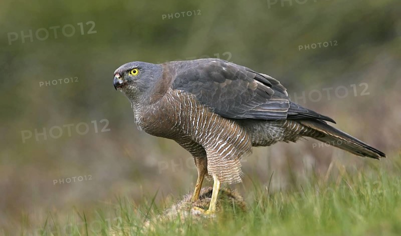 Brown Goshawk (Accipiter fasciatus), Victoria, Australia