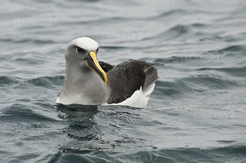 Buller's Albatross (Thalassarche bulleri), New Zealand
