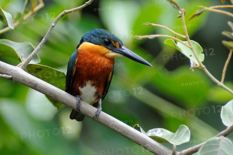 American Pygmy Kingfisher (Chloroceryle aenea), Pantanal, Brazil