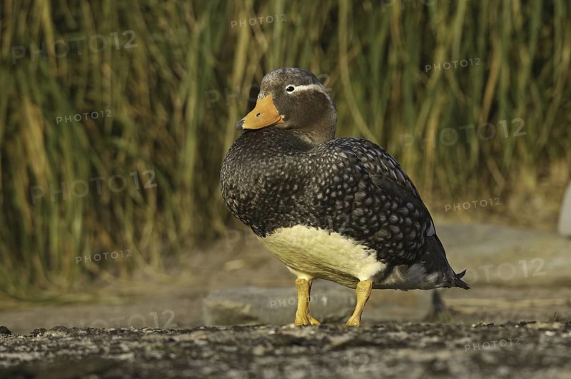 Flying Steamer Duck (Tachyeres patachonicus), Falkland Islands