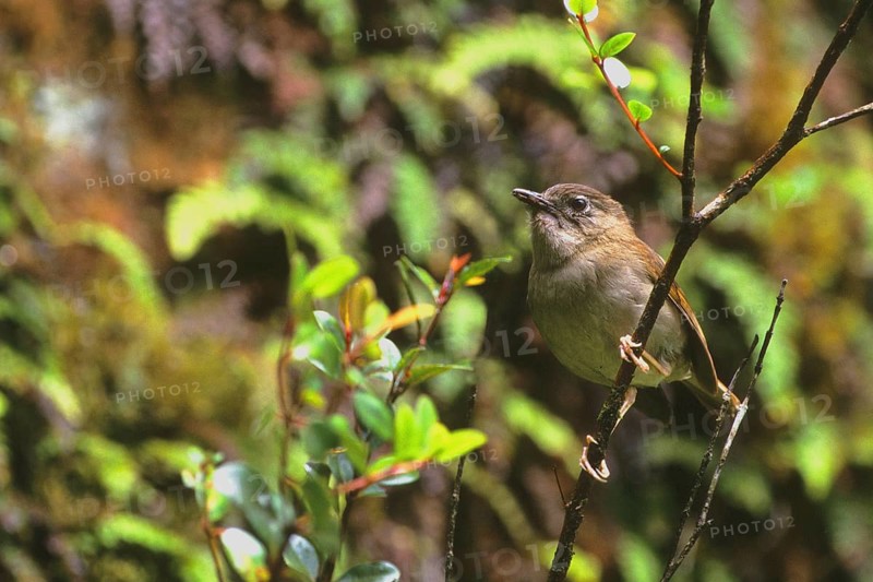 Puaiohi, Small Kauai Thrush, Myadestes palmeri, endangered