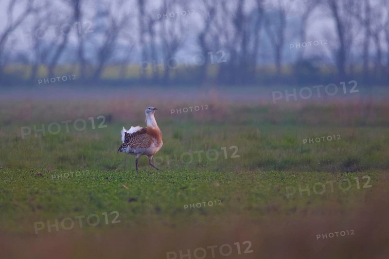 Great Bustard (Otis tarda) male, Hungary