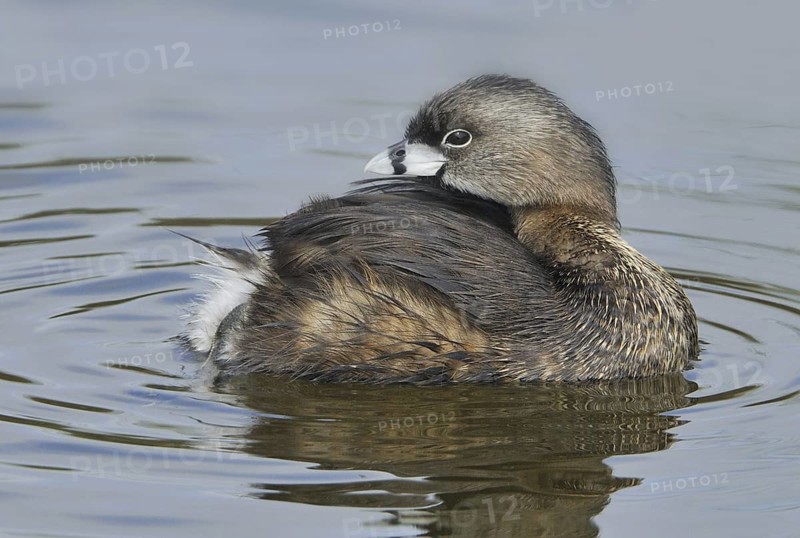 Pied-billed Grebe (Podilymbus podiceps), Texas, USA