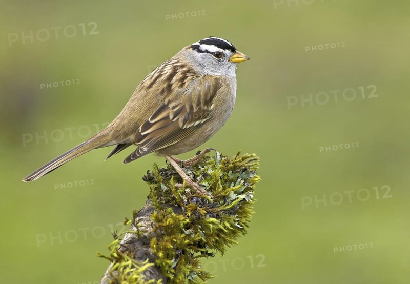 White-crowned Sparrow (Zonotrichia leucophrys), British Columbia, Canada