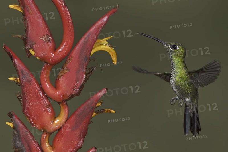 Green-crowned Brilliant (Heliodoxa jacula), Ecuador