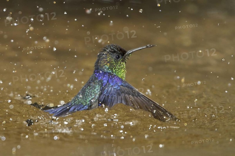 Crowned Woodnymph (Thalurania colombica), Costa Rica