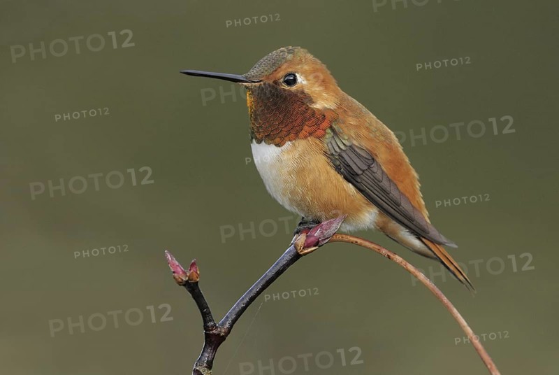 Rufous Hummingbird (Selasphorus rufus) male, British Columbia, Canada