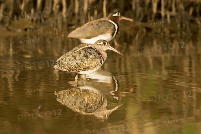 Greater Painted-snipe (Rostratula benghalensis), Gambia