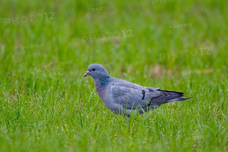 Stock Dove (Columba oenas), North Rhine-Westphalia, Germany