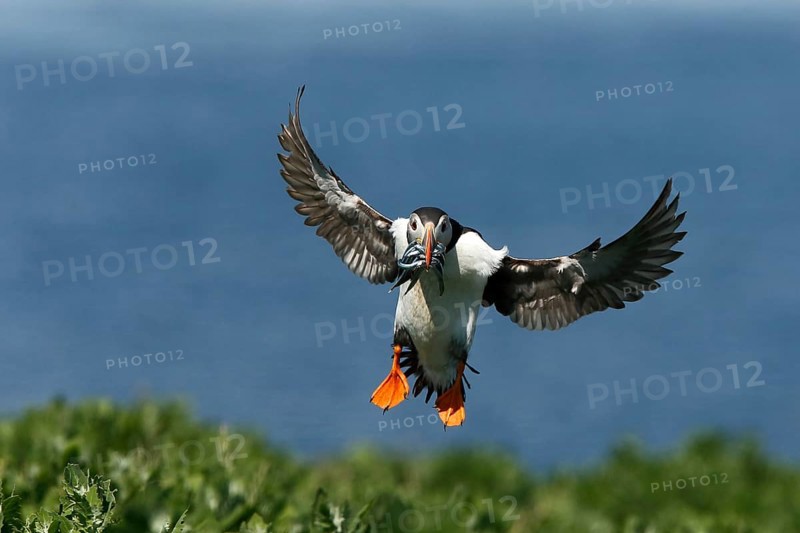Atlantic Puffin (Fratercula arctica) incoming, carrying sandeels in bill, Farne Islands, United Kingdom