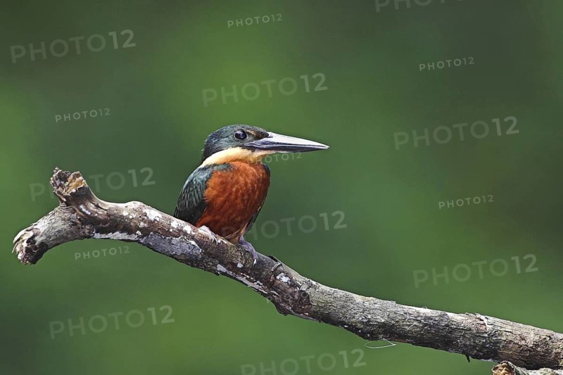 Green-and-rufous Kingfisher (Chloroceryle inda), Costa Rica