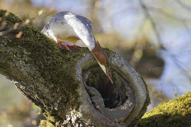 Common Merganser (Mergus merganser) female, Bavaria, Germany
