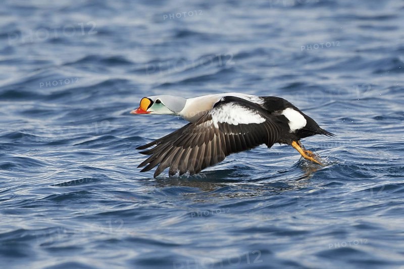 King Eider (Somateria spectabilis) maleflying, Varanger, Norway