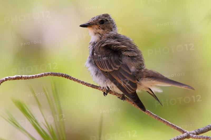 Spotted Flycatcher (Muscicapa striata) juvenile, Mallorca, Spain