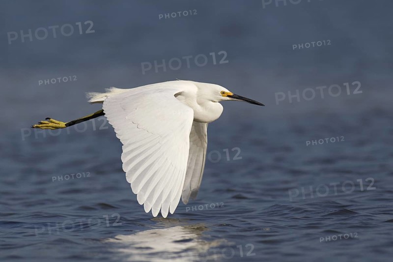 Snowy Egret (Egretta thula), Florida, USA