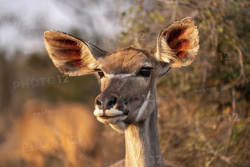 Cape Greater Kudu (Strepsiceros strepsiceros), portrait of a female Kudu, Kruger National Park, South Africa