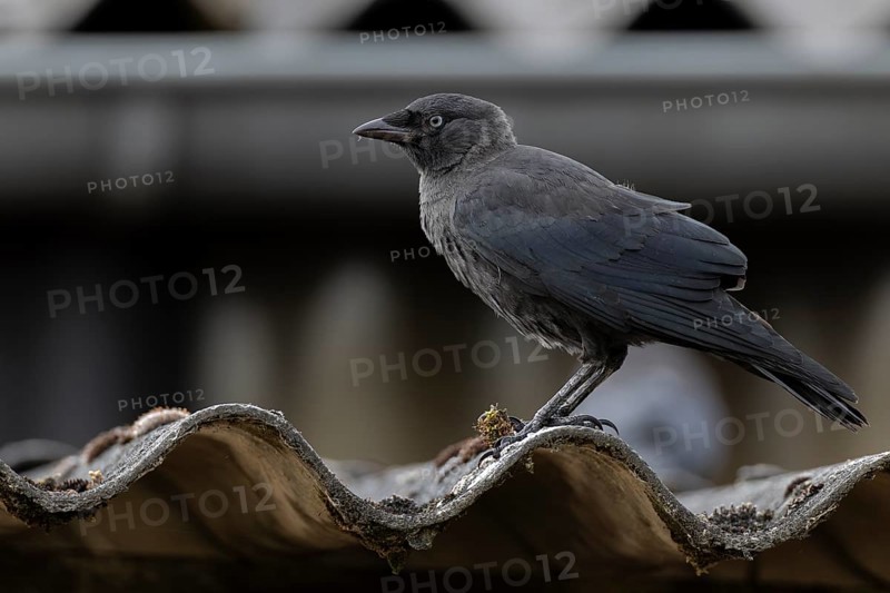 Jackdaw (Corvus monedula) sitting on a corrugated roof, village in Münsterland, North Rhine-Westphalia