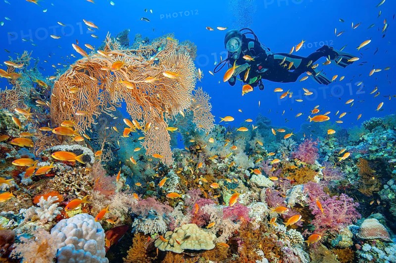 Diver looking at illuminated colourful intact lively colourful colourful tropical coral reef with bottom stony corals (Scleractinia) hard corals, soft corals (Dendronephthya), middle left large fan coral (Annella molis) horn coral, Red Sea, Panorama Reef, Egypt