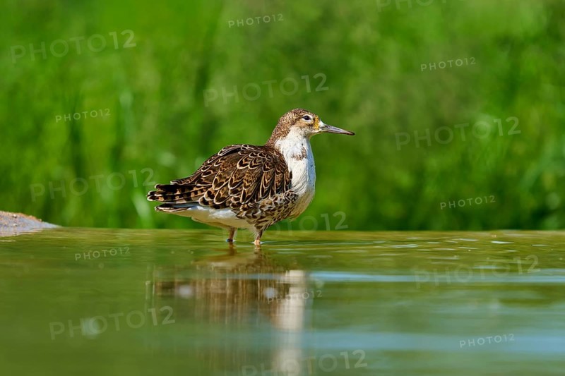 Bird standing calmly in the water against a green background, Ruff (Calidris pugnax), spring, France
