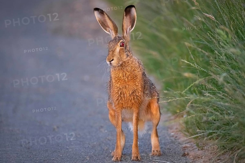 A hare sits on a dirt track at sunrise in the north-west of Frankfurt am Main, Frankfurt am Main, Hesse, Germany